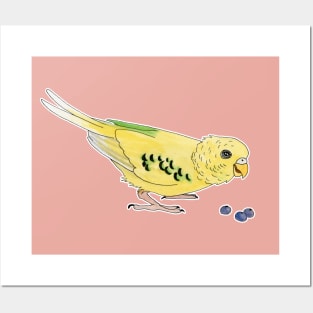 Yellow and green budgerigar Posters and Art